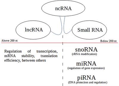 Non-Coding RNA in Penile Cancer